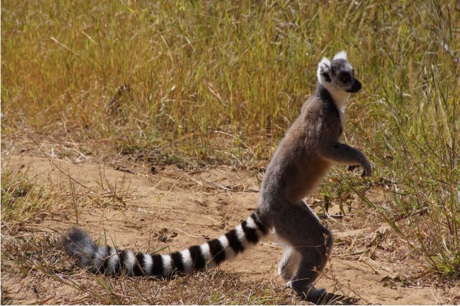 Madagascar_Lemur_Standing
