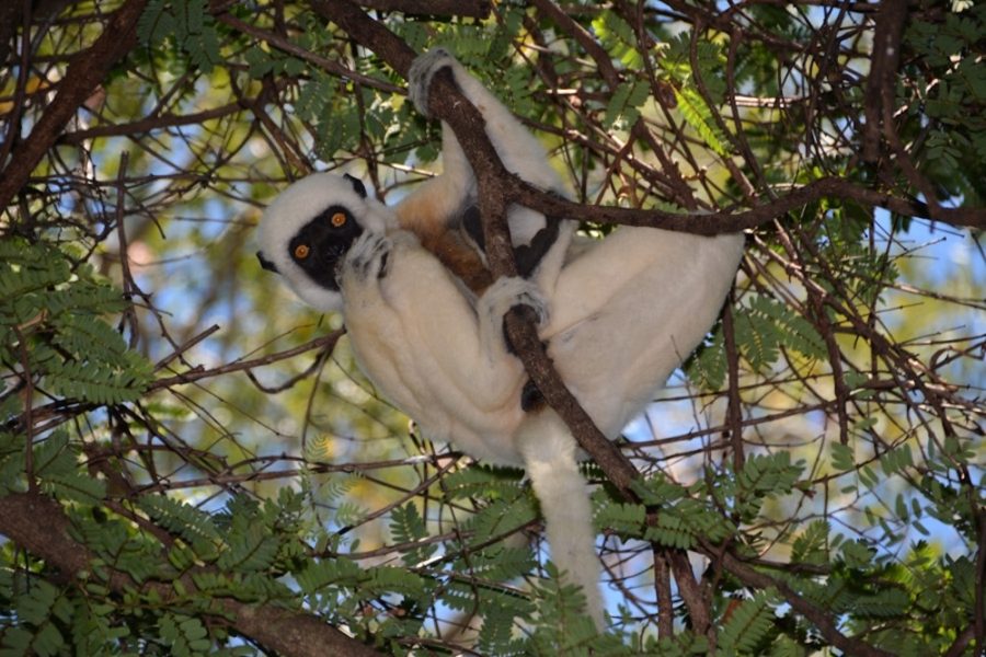 Madagascar_Lemur_White