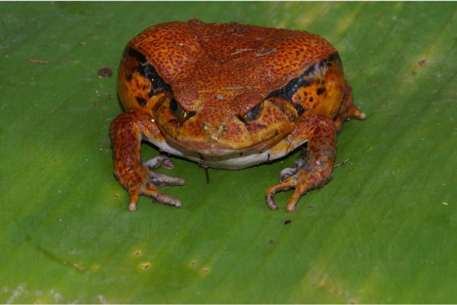 Madagascar_Toad