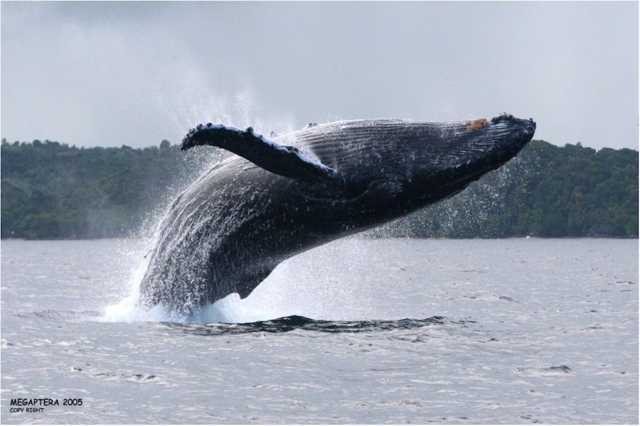 Madagascar_Whale_1
