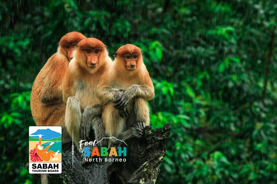 No single supplement borneo tour