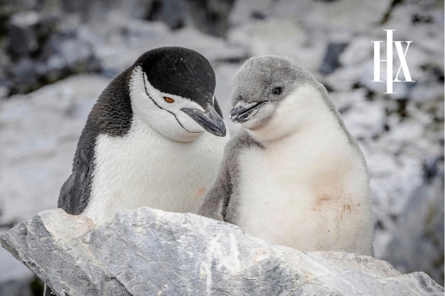 Penguins