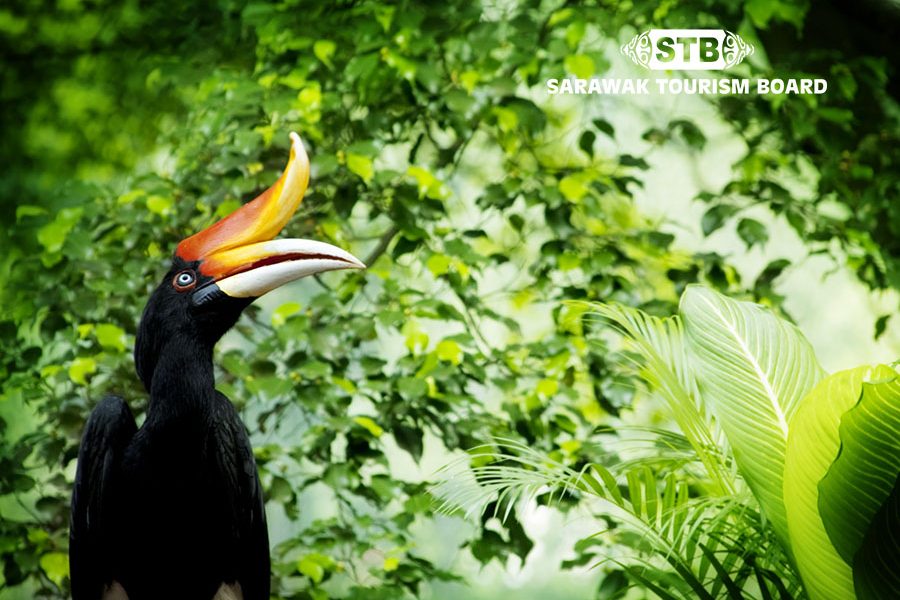 Sarawak Tour Borneo