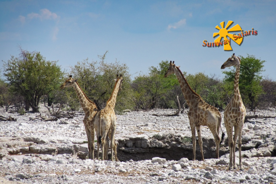 Sunway Cape Town to Victoria Falls 1