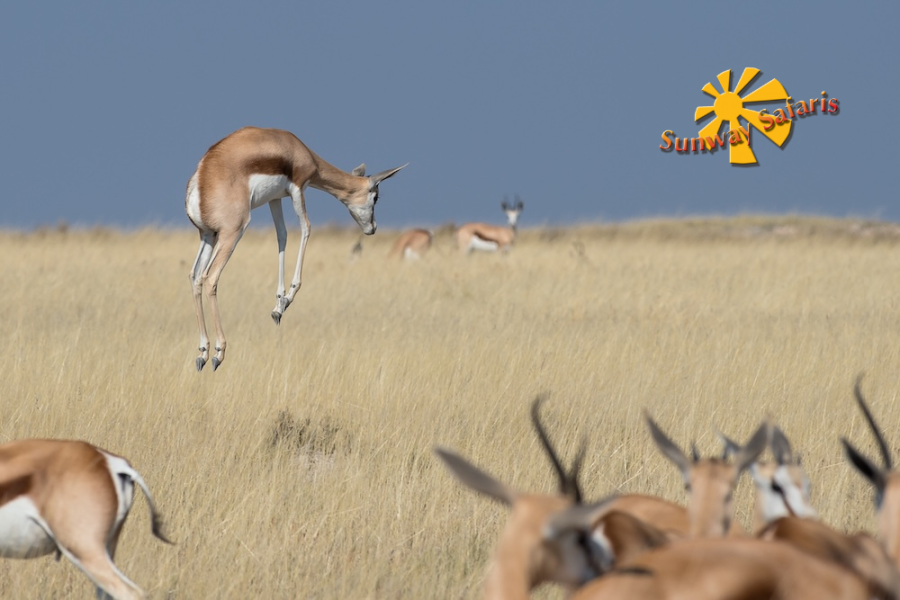 Sunway Cape Town to Victoria Falls 3