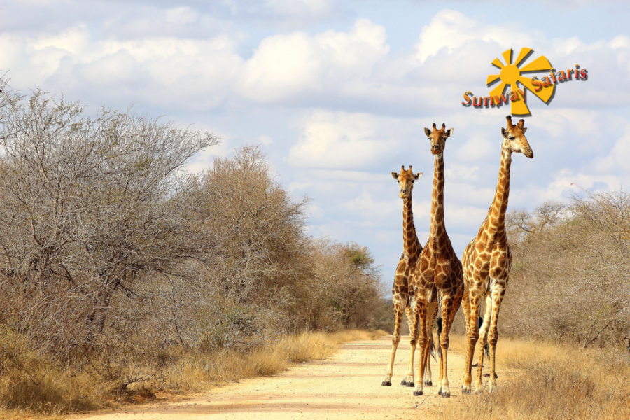 Sunway Rainbow Route 22