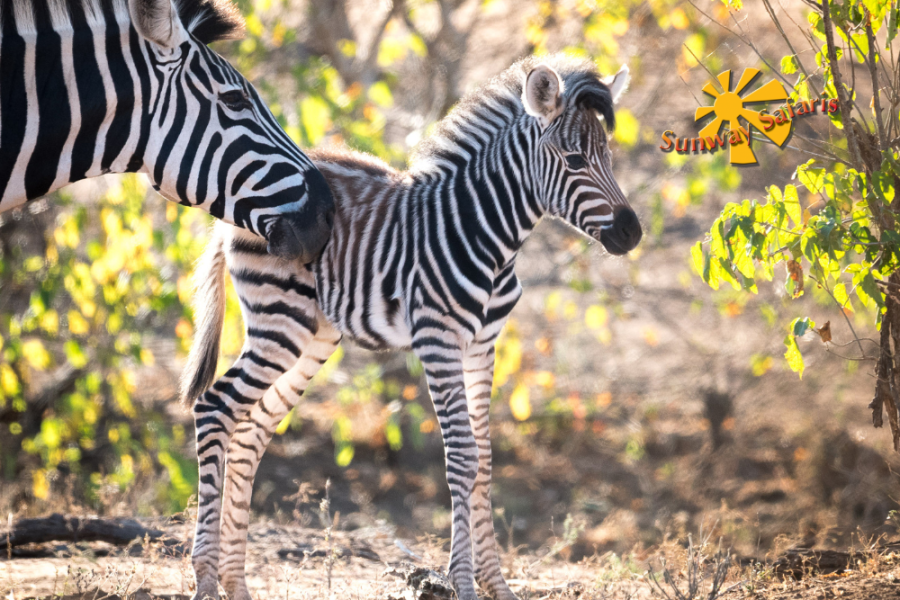 Sunway Rainbow Route 28
