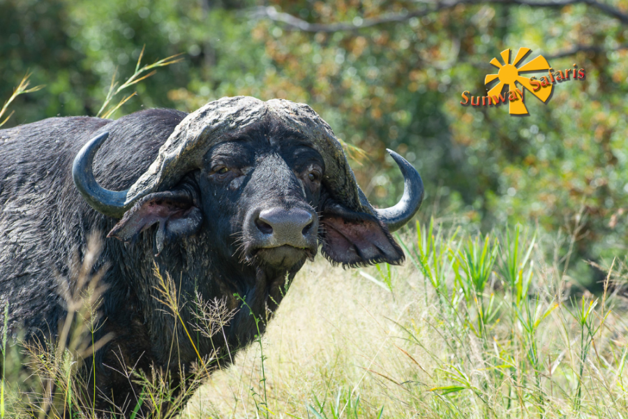 Sunway Rainbow Route 6