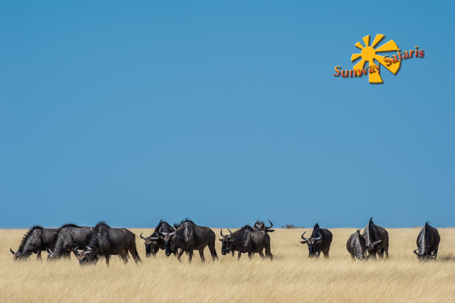 Sunway Sunway Namibia Etosha Bruce Taylor-7056.jpg