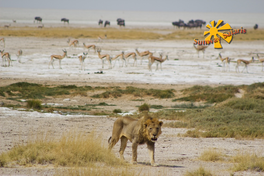 Sunway Sunway Namibia Etosha Ruan Mey-6541.jpg