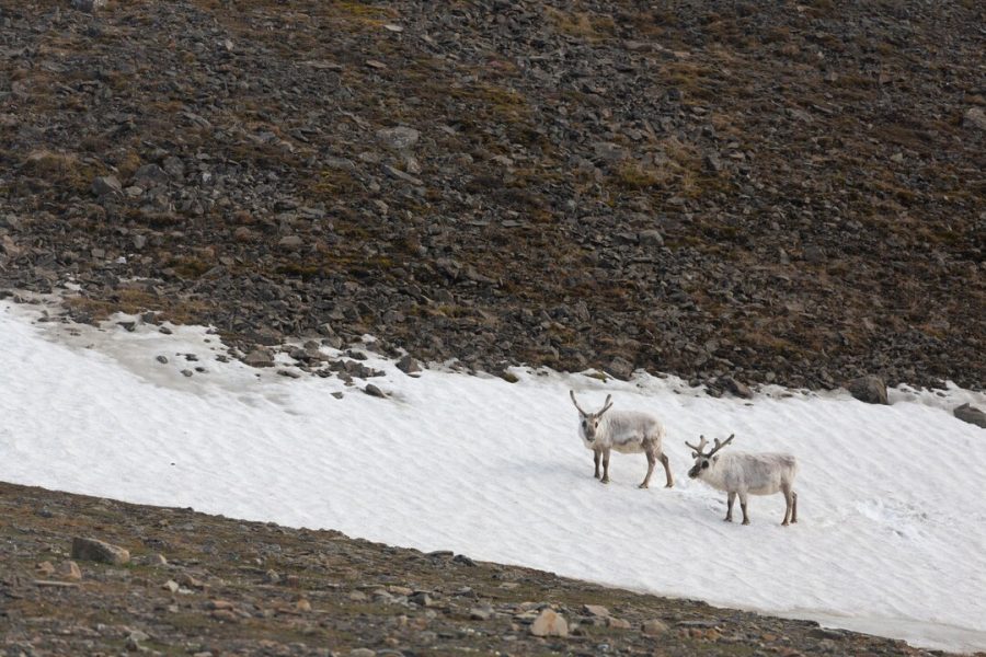 Svalbard_Longyearbyen_HGR_164054_1080_Photo_Jim_Sayer