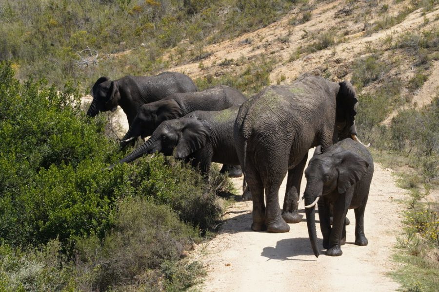 Swan Hellenic - Africa - SC08575