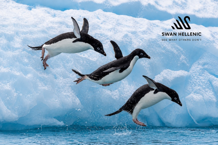 Swan Hellenic Antarctica - 3 Penguins Diving with Logo
