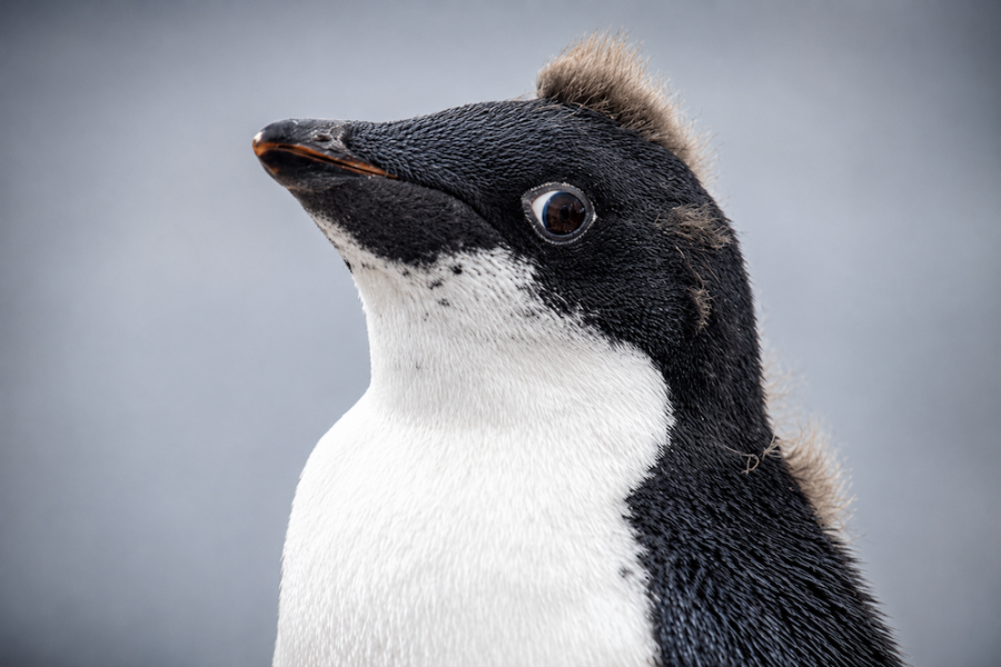 Swan Hellenic Antarctica - Cheeky Penguin