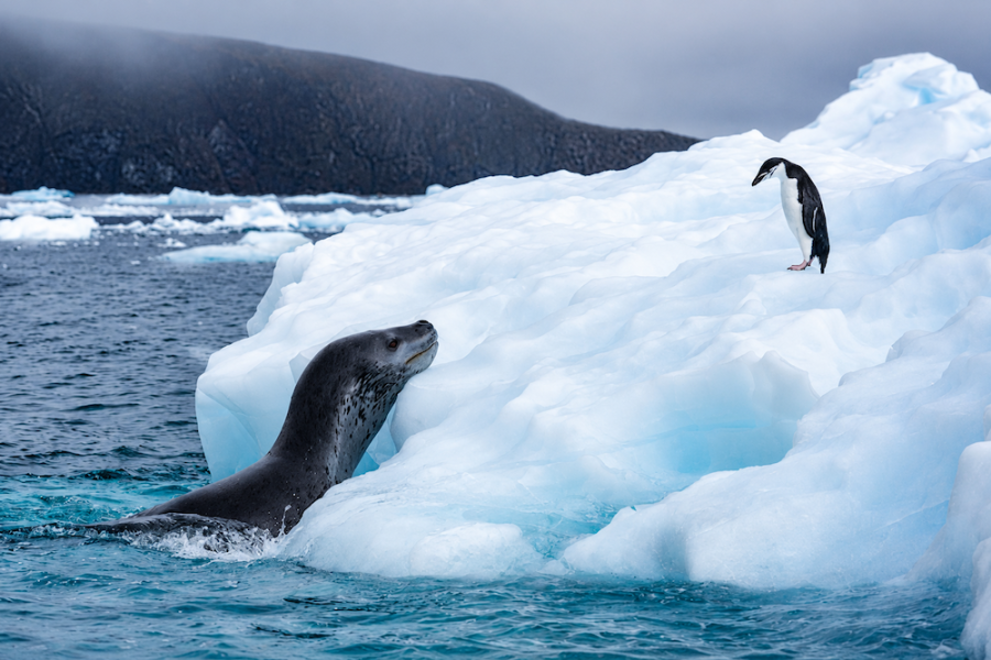 Swan Hellenic Antarctica - Seal waiting for Penguin