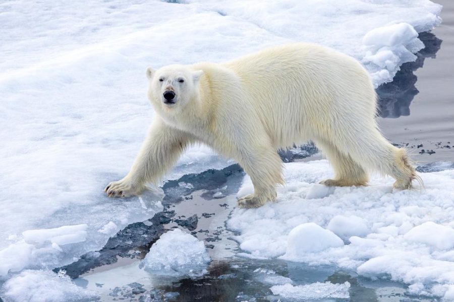 Swan Hellenic Svalbard Polar Bear