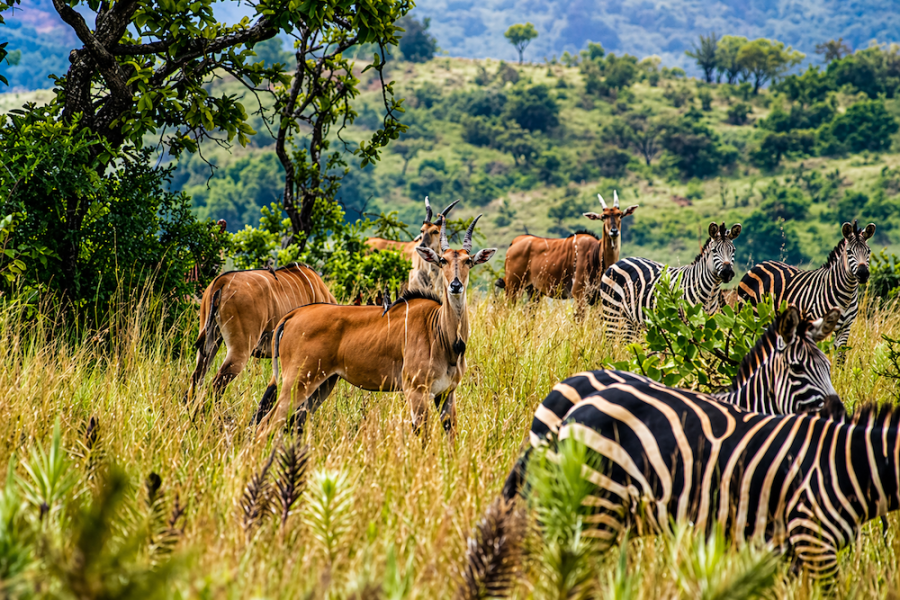 Uganda Gorilla Trek 1
