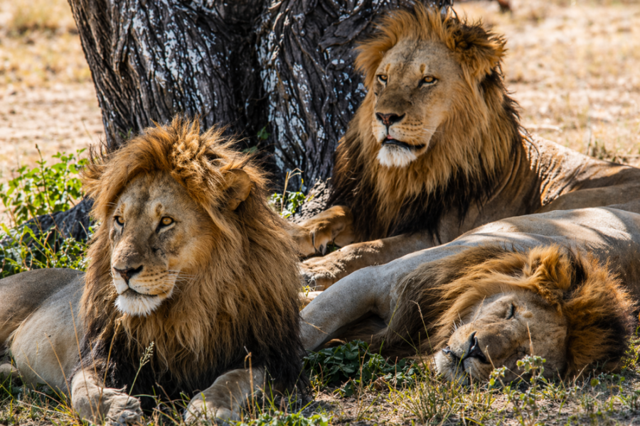 Uganda Gorilla Trek 10