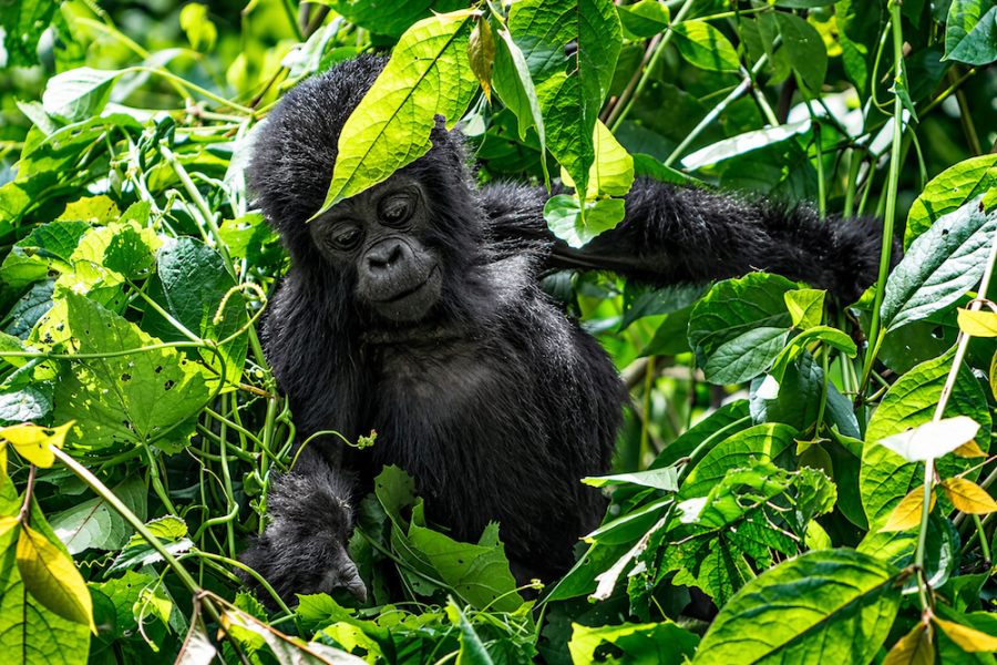 Uganda Gorilla Trek 2