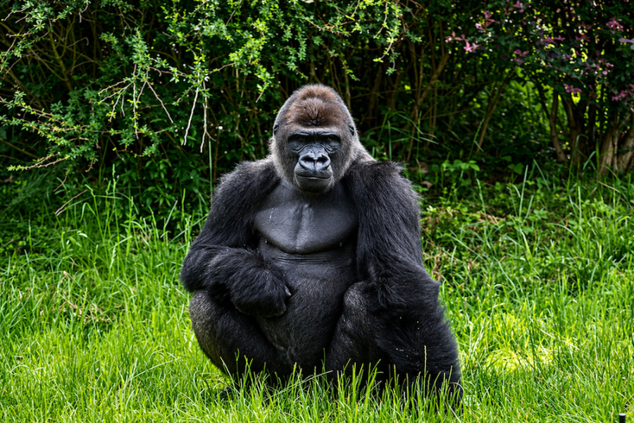 Uganda Gorilla Trek 4