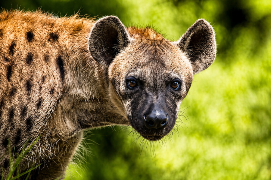Uganda Gorilla Trek 5