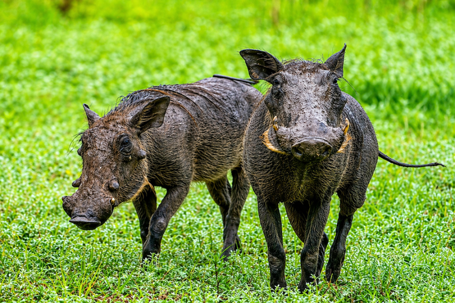 Uganda Gorilla Trek 6