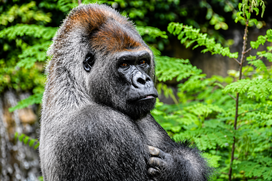 Uganda Gorilla Trek 7