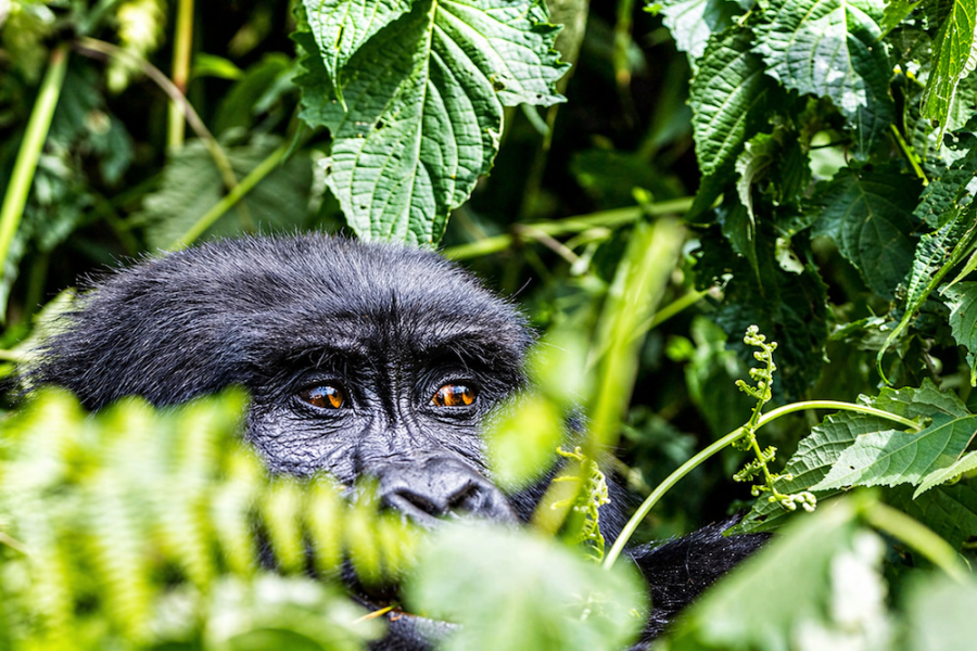 Uganda Gorilla Trek 8
