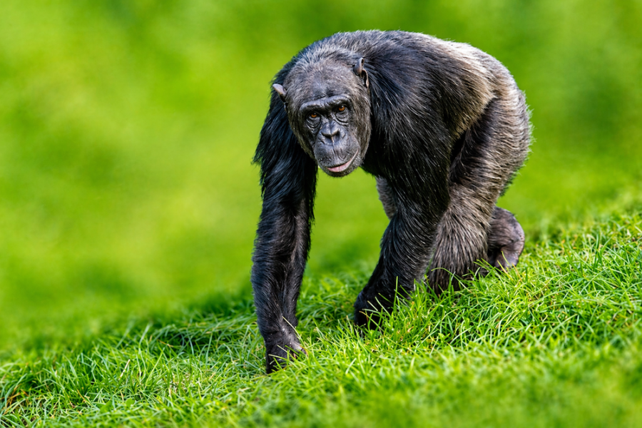 Uganda Gorilla Trek 9