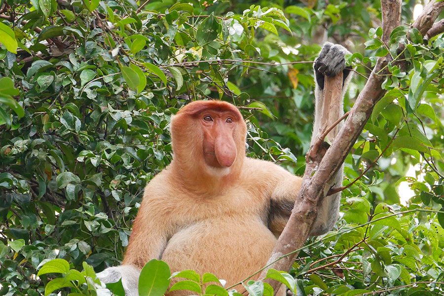 borneo wildlife tour myholiday2 - proboscis monkey
