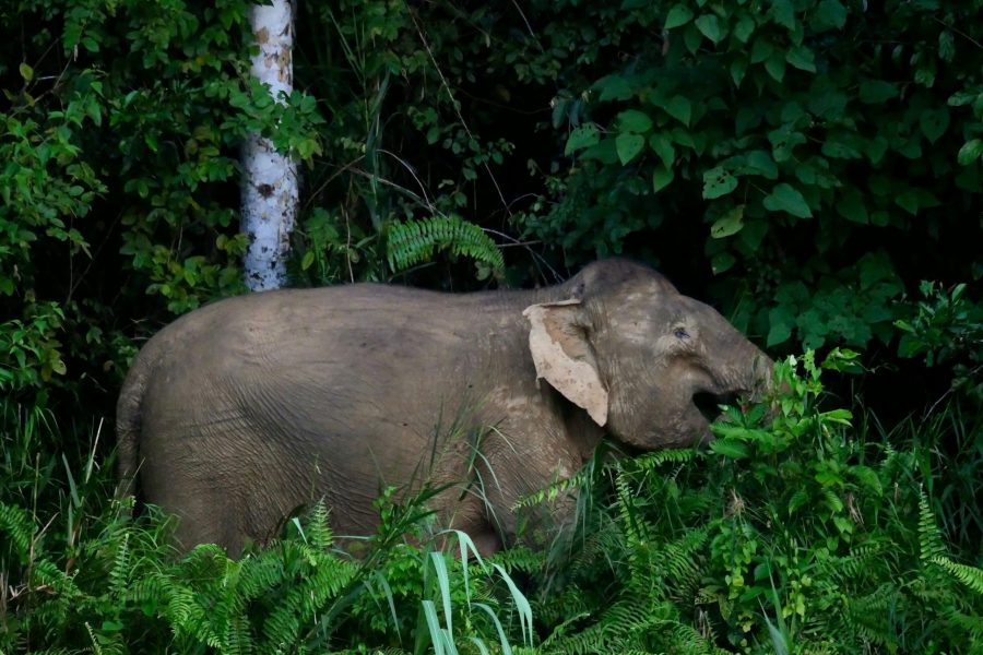 borneo wildlife tour myholiday2 - pygmy elephant