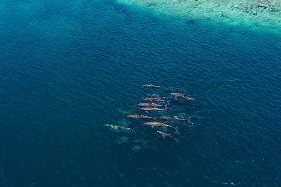 dolphins filitheyo