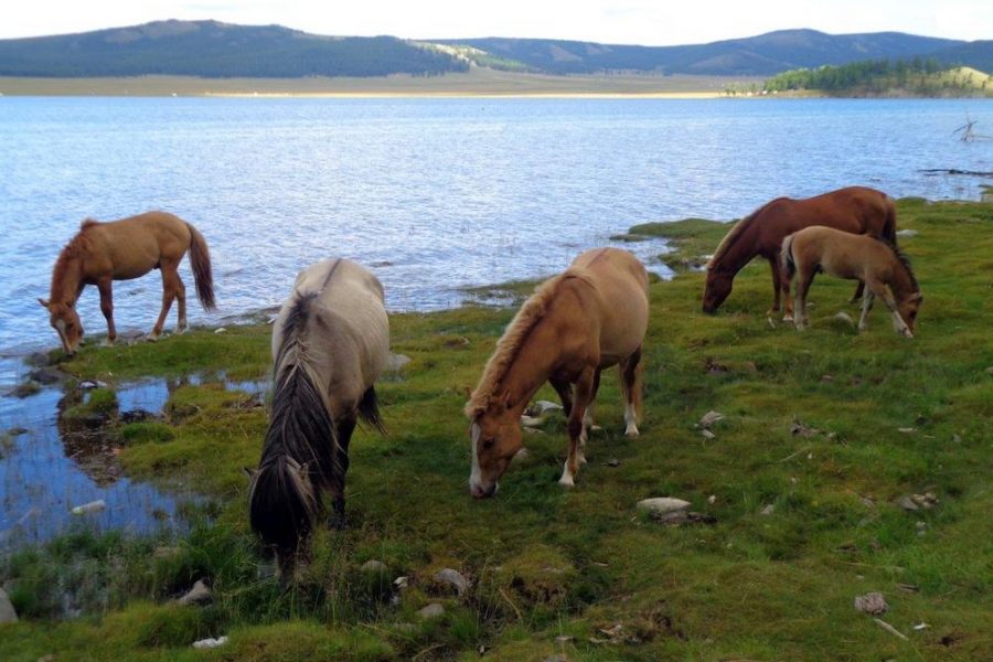 Lake in Mongolia. MyHoliday2 tours to Mongolia