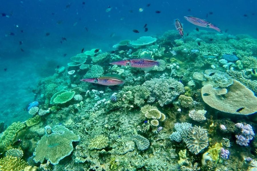 tahi tonga2